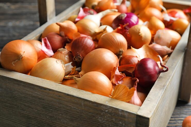 Лук репчатый